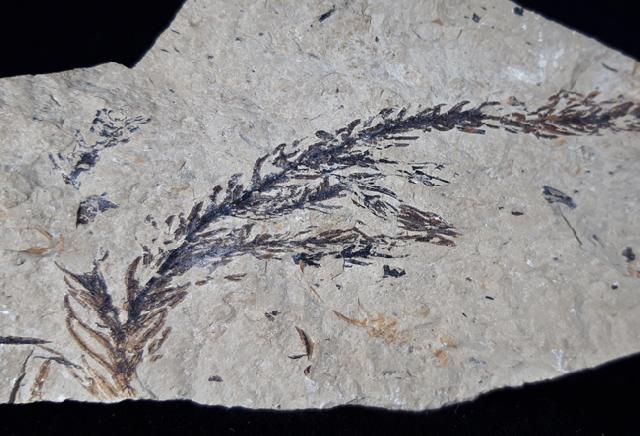Doliostrobus taxiformis KVACEK 1971 - Bild © FossNet FossilienStore